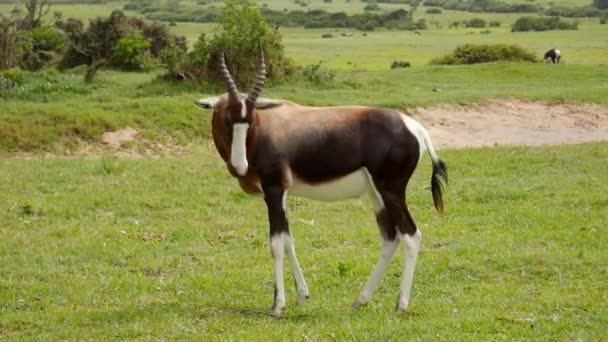 Stojący Bontebok Patrzy Siebie Się Drapie — Wideo stockowe