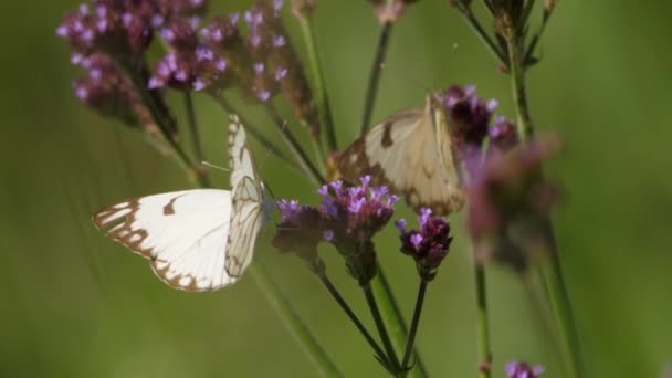 Unenomainen Laukaus Perhosia Violetti Kukkia — kuvapankkivideo