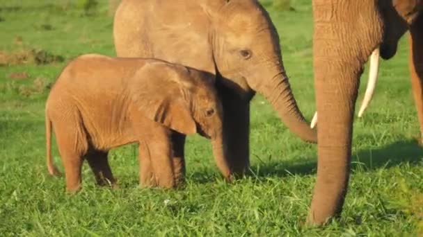 Familia Elefantes Cerca Unos Otros Comiendo Arbustos Campo — Vídeo de stock