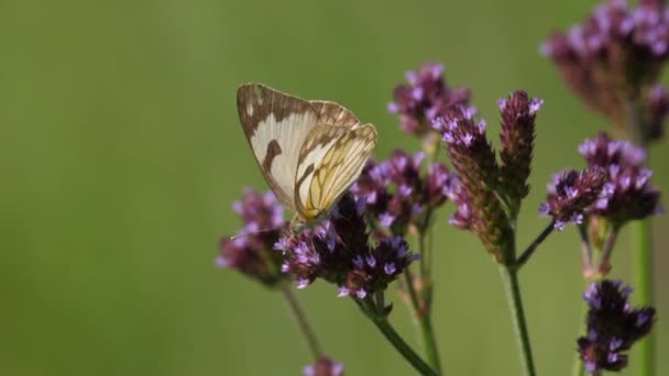 Bruin Geaderde Witte Vlinder Kruipt Lange Verbena Waait Zacht Wind — Stockvideo