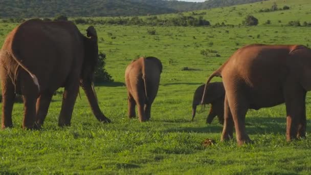 Panning Een Familie Van Olifanten Het Groene Veld Met Andere — Stockvideo