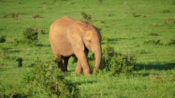Panning Widok Łydki Słonia Jedzącej Krzaka — Wideo stockowe