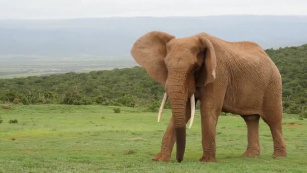 Enrole Redor Elefante Batendo Orelhas Pausas Para Comer Grama — Vídeo de Stock