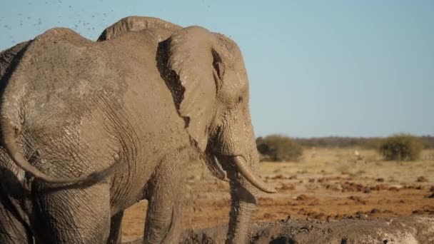 Elefante Rociando Agua Barro Sobre Mismo Cámara Lenta — Vídeos de Stock