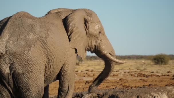 Lerig Afrikansk Elefant Vindar Stammen Och Sprutar Sig Med Vatten — Stockvideo
