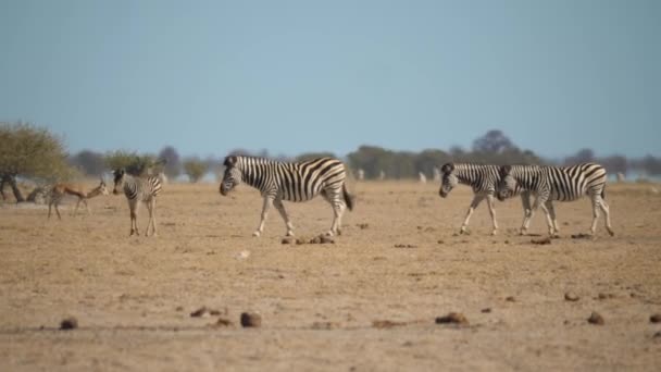 ゼブラの群れが乾燥した土地を歩いている — ストック動画