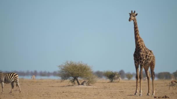 Giraffe Steht Still Während Sich Andere Tiere Ihn Herum Bewegen — Stockvideo