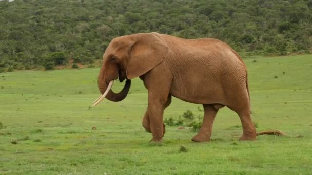Elefanten Går Glatt Över Gröna Fältet — Stockvideo