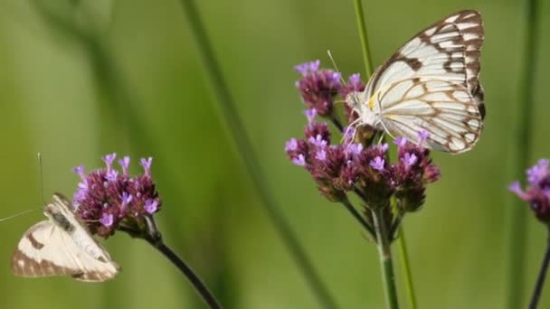 Twee Bruin Aderige Witte Vlinder Vliegen Rond Tall Verbena Bloemen — Stockvideo