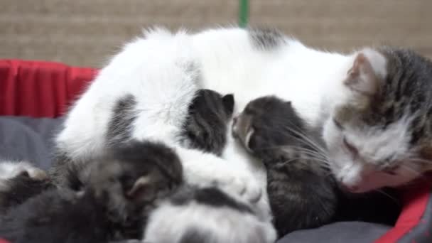 Kat Moeder Borstvoeding Jonge Kittens Huisdier Bed Close — Stockvideo
