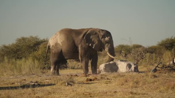 Modderige Olifant Krabt Zijn Romp Been Grote Rots — Stockvideo