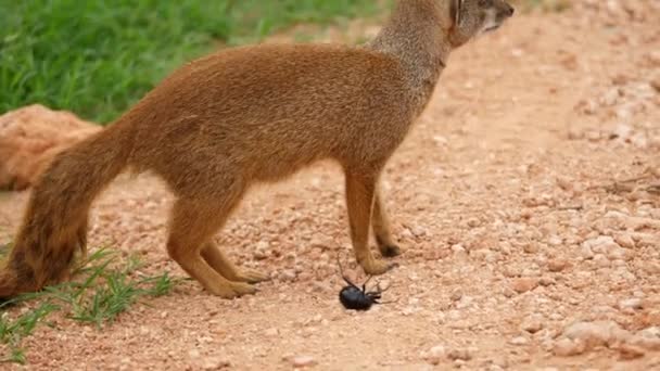 Yellow Mongoose Paws Dead Beetle Stays Alert Looks Its Surroundings — Stock Video