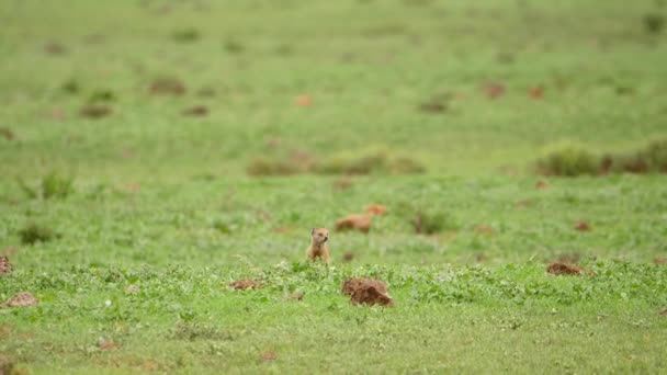 アフリカの草原に眠っている間に捕食者を探す2匹の監視付きの黄色のモンゴル — ストック動画