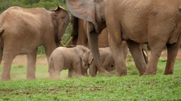 Dva Malí Afričtí Sloni Hravě Šťouchají Sebe Pod Pozorným Dohledem — Stock video