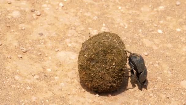 Rare Coléoptère Addo Luttant Pour Rouler Une Boule Bouse Sur — Video