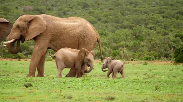 南アフリカの草原で放牧されているアフリカゾウの群れ の壮大なスローモーションパンは 子牛から雄牛へのスケールの違いと成長を明らかにします — ストック動画