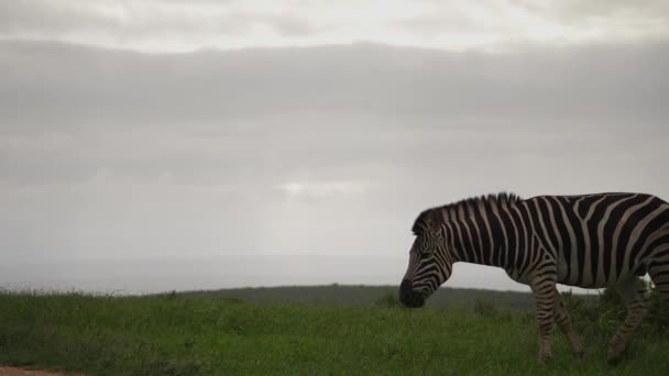 Langsom Film Enslig Sebra Som Gresser Afrikas Frodige Gressletter Overskyet – stockvideo