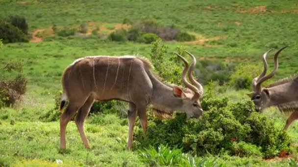 Raro Momento Que Hombre Adulto Kudu Acerca Otro Instigando Pequeño — Vídeo de stock