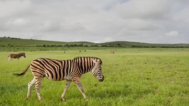 Bir Zebranın Arka Planda Birlikte Hareket Eden Birkaç Zebrayla Birlikte — Stok video