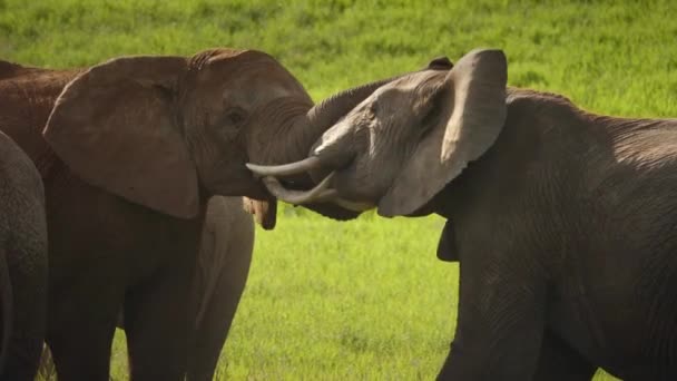 Dois Touros Elefantes Africanos Lutando Câmera Lenta Trancando Suas Presas — Vídeo de Stock