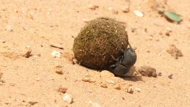 Makroaufnahme Eines Paares Flugunfähiger Dungkäfer Beim Versuch Einen Großen Dungball — Stockvideo