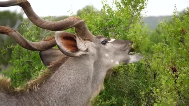 Primer Plano Kudu Macho Con Grandes Cuernos Espiral Alimentándose Ramas — Vídeo de stock