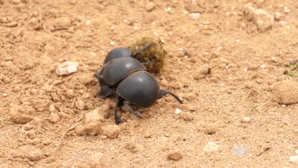 Een Vrouwelijke Mestkever Rolt Een Mestbal Ruw Terrein Als Wordt — Stockvideo