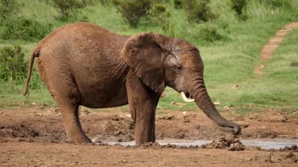 Cinematic Slow Motion Skott Afrikansk Elefant Som Står Vid Kanten — Stockvideo