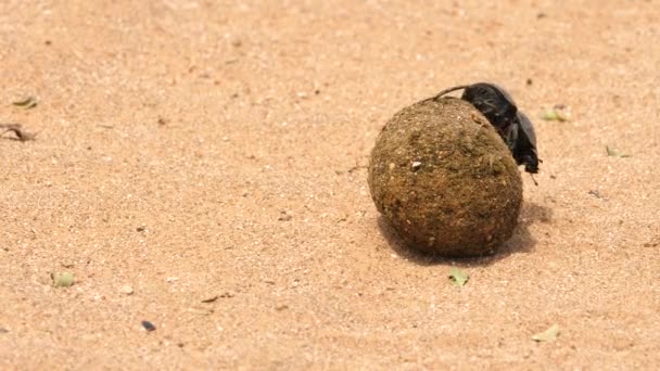 Macro Shot Flightless Dung Beetle Crawling Large Dung Ball Defending — Stock Video