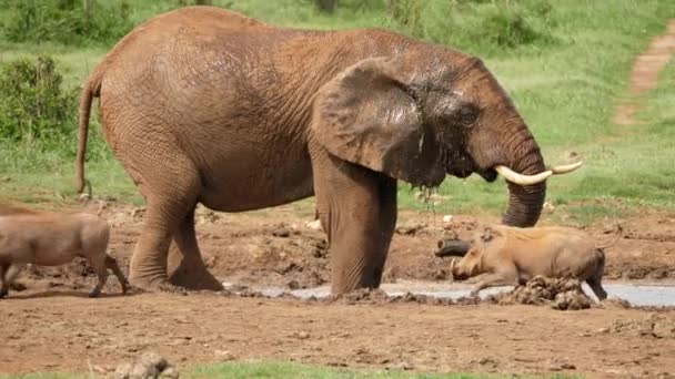 Afrikaanse Olifant Spettert Drinkt Water Buurt Van Wrattenzwijnen Bij Waterput — Stockvideo