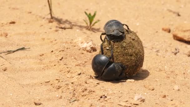 Vrouwelijke Mestkever Rollende Bal Mannetje Helpt Niet Addo Park Macro — Stockvideo