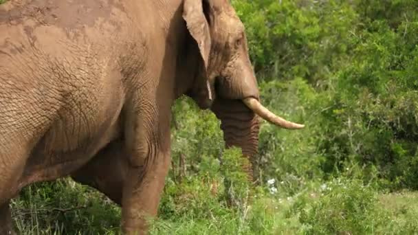 Grote Afrikaanse Olifant Loopt Weg Het Bos — Stockvideo