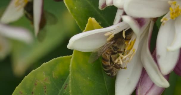 Makro Ujęcie Grupy Pszczół Wydobywających Miód Kiełkującego Drzewa Cytrynowego — Wideo stockowe