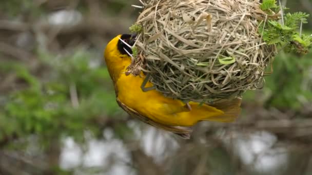 Close Profile Shot Southern Masked Weaver Hanging Upside Its Nest — Stock Video