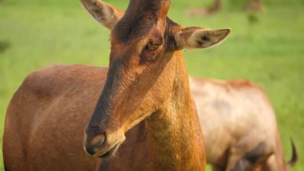 Close Attentive Red Hartebeest Slowly Tracking Right Shallow Focus — Stock Video