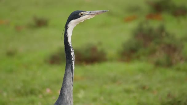 Gyönyörű Fekete Fejű Heron Áll Vadonban Daru Földön Sekély Fókusz — Stock videók