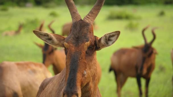 Primer Plano Red Hartebeest Rumiando Enfoque Manual Superficial — Vídeo de stock