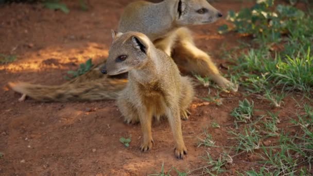 Dvojice Žlutých Mandlí Odpočívajících Stínu Keřích Jihoafrického Národního Parku Addo — Stock video