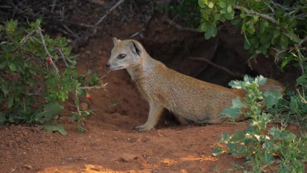 Acercamiento Una Mangosta Amarilla Sentada Frente Guarida Antes Vagar Hacia — Vídeos de Stock