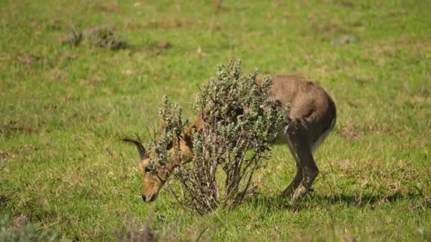 Close Van Mannelijke Berg Reedbuck Liggend Groen Gras Buurt Van — Stockvideo