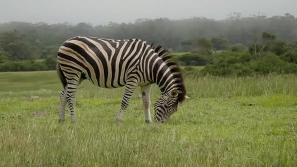 南アフリカの緑豊かな草原では ひとりのブルセル ゼブラが草を食べています 野生動物の動画 — ストック動画