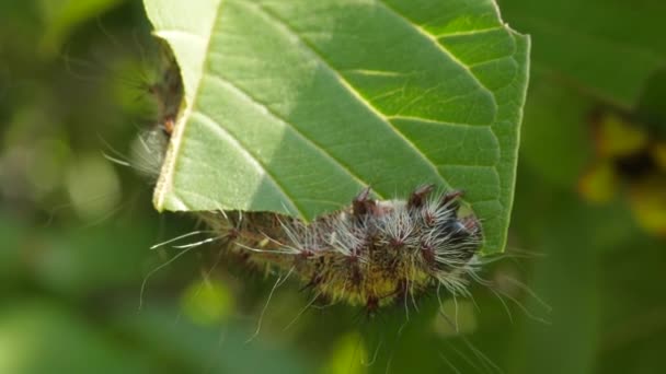 Close Destructive Silk Moth Caterpillar Eating Guava Tree Leaf Garden — Stock Video