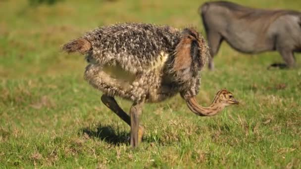 Close Van Baby Struisvogel Kuikens Lopen Eten Gras Met Wrattenzwijn — Stockvideo