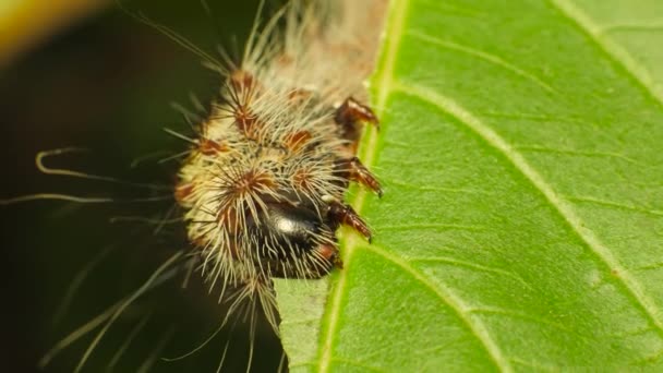 Одяг Волохатої Гусениці Holocerina Smilax Їдає Листочок Гуави Саду Пар — стокове відео