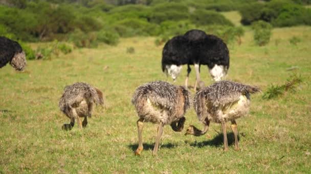 Dekat Dari Tiga Bayi Burung Unta Dengan Laki Laki Dewasa — Stok Video