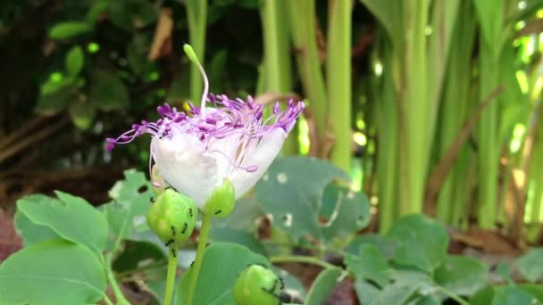 Uma Timelapse Flores Alcaparra Capparis Spinosa Abrindo Tarde — Vídeo de Stock