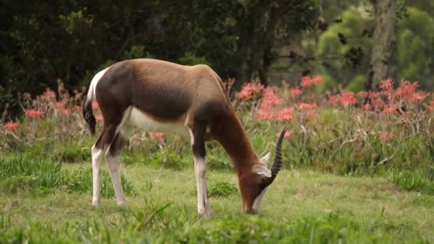 Profil Bontebok Antylopy Jedzącej Trawę Pomarańczowymi Kwiatami Tle — Wideo stockowe