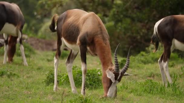 Portret Van Bontebok Antilope Eten Groen Gras Natuurlijke Habitat Zuid — Stockvideo