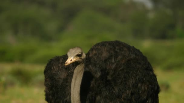 雄鸵鸟头朝下地吃青草的画像 — 图库视频影像