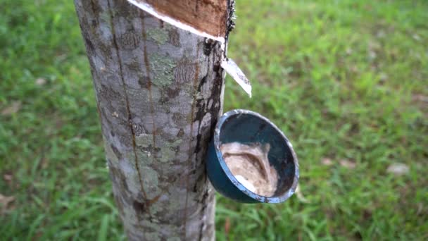 Rubber Tree Releases Some Liquid Rubber Plantation Close City Banyuwangi — Stock Video